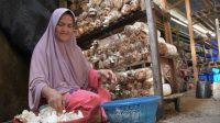 pt-semen-padang-bantu-sekolah-perempuan-kembangkan-budidaya-jamur-tiram-di-baringin