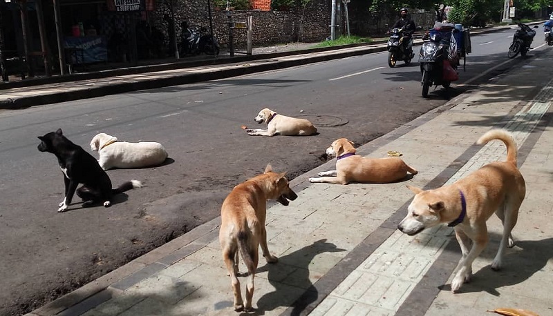 warga-pulau-punjung-resah-akibat-serangan-anjing-liar,-ternak-jadi-korban-dan-keselamatan-anak-terancam