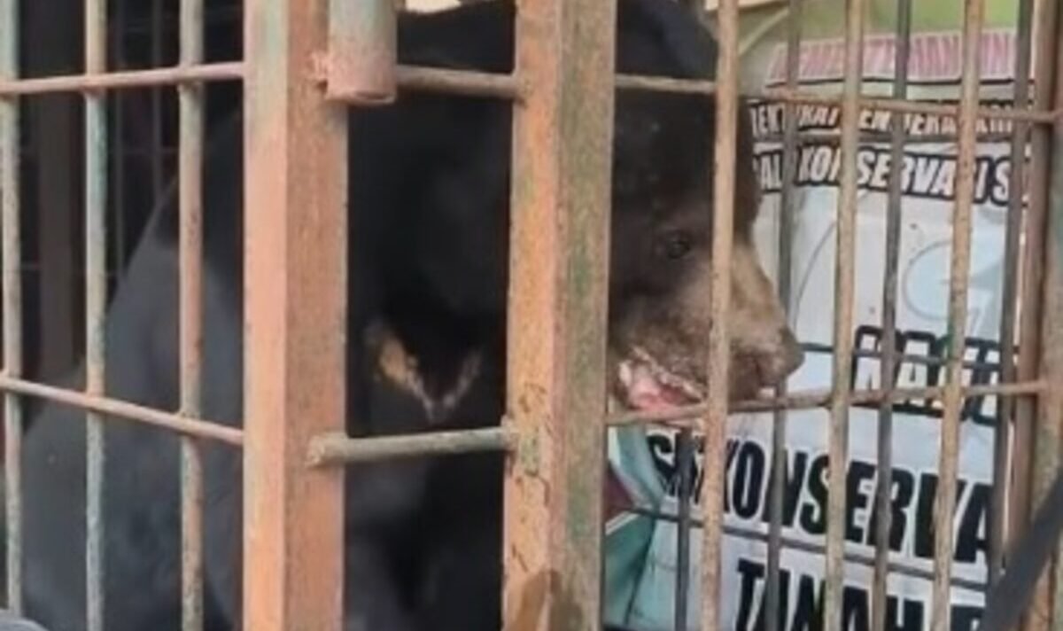 penampakan-beruang-madu-dilepasliarkan-ke-alam-liar-usai-masuk-permukiman-warga-di-tanah-datar