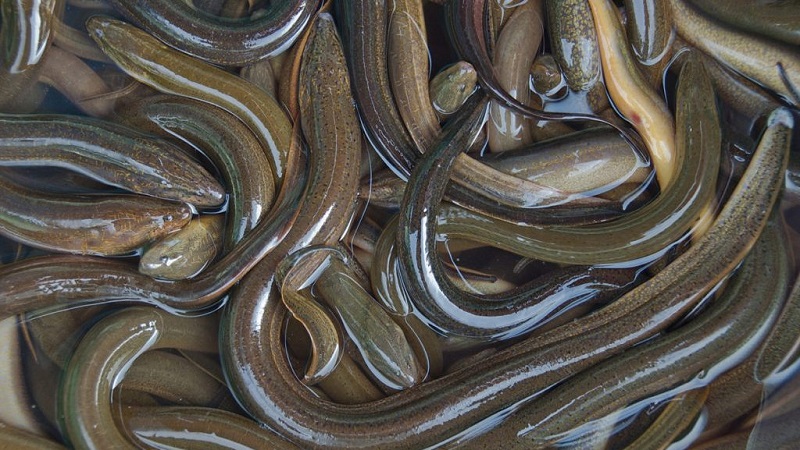 belut-itu-ular-atau-ikan?-jawabannya-bikin-banyak-orang-keliru belut-itu-ular-atau-ikan?-jawabannya-bikin-banyak-orang-keliru