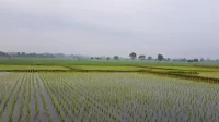 kota-padang-catat-produksi-padi-19.747-ton,-pemerintah-fokus-perkuat-ketahanan-pangan