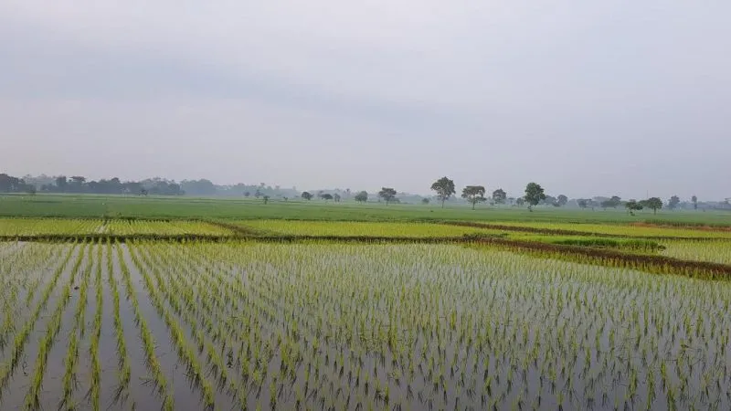 kota-padang-catat-produksi-padi-19.747-ton,-pemerintah-fokus-perkuat-ketahanan-pangan kota-padang-catat-produksi-padi-19.747-ton,-pemerintah-fokus-perkuat-ketahanan-pangan