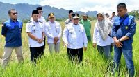 sawah-pokok-murah-jadi-solusi-pertanian-agam-hadapi-kekeringan