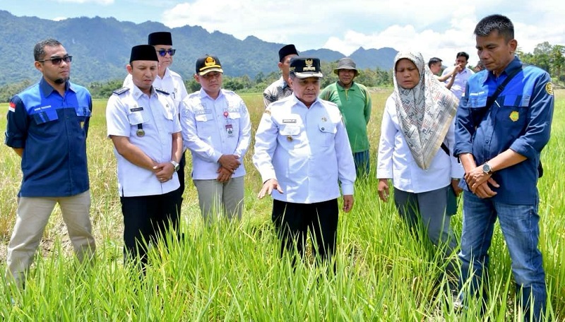 sawah-pokok-murah-jadi-solusi-pertanian-agam-hadapi-kekeringan