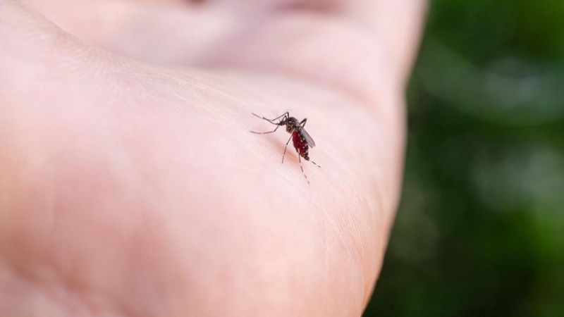 apakah-nyamuk-suka-dengan-golongan-darah-o?-ini-faktanya apakah-nyamuk-suka-dengan-golongan-darah-o?-ini-faktanya