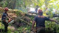 pohon-tumbang-timpa-rumah-warga-di-padang,-tim-bpbd-sigap-tangani