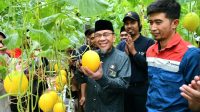 inovasi-pertanian-milenial:-wawako-padang-panen-perdana-1.000-melon-hidroponik-di-teluk-kabung-tengah