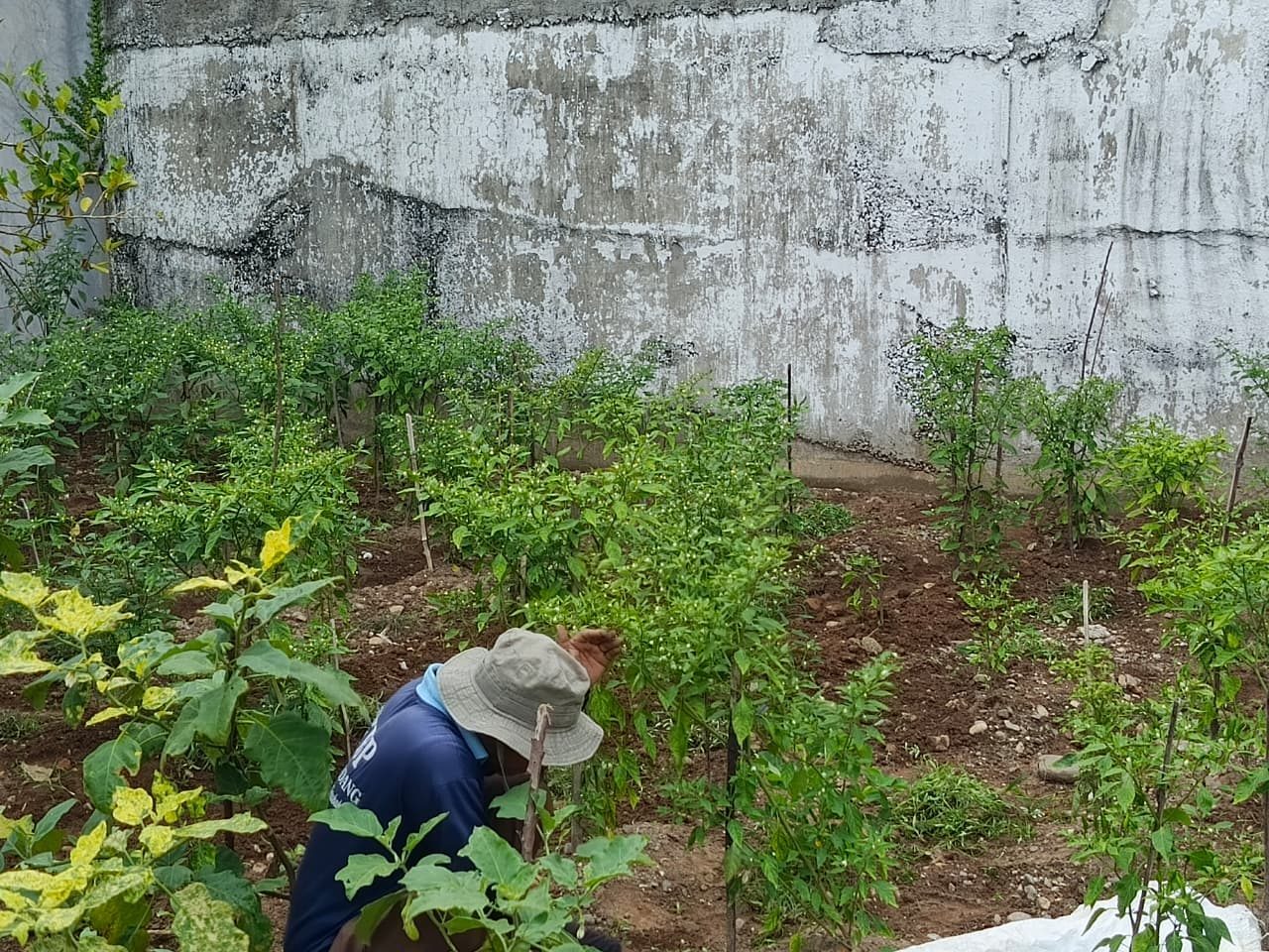 rutan-padang-ubah-lahan-sempit-jadi-lumbung-pangan,-wujudkan-kemandirian-warga-binaan