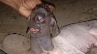 geger!-anak-kambing-bermata-satu-lahir,-disebut-mirip-‘dajjal’