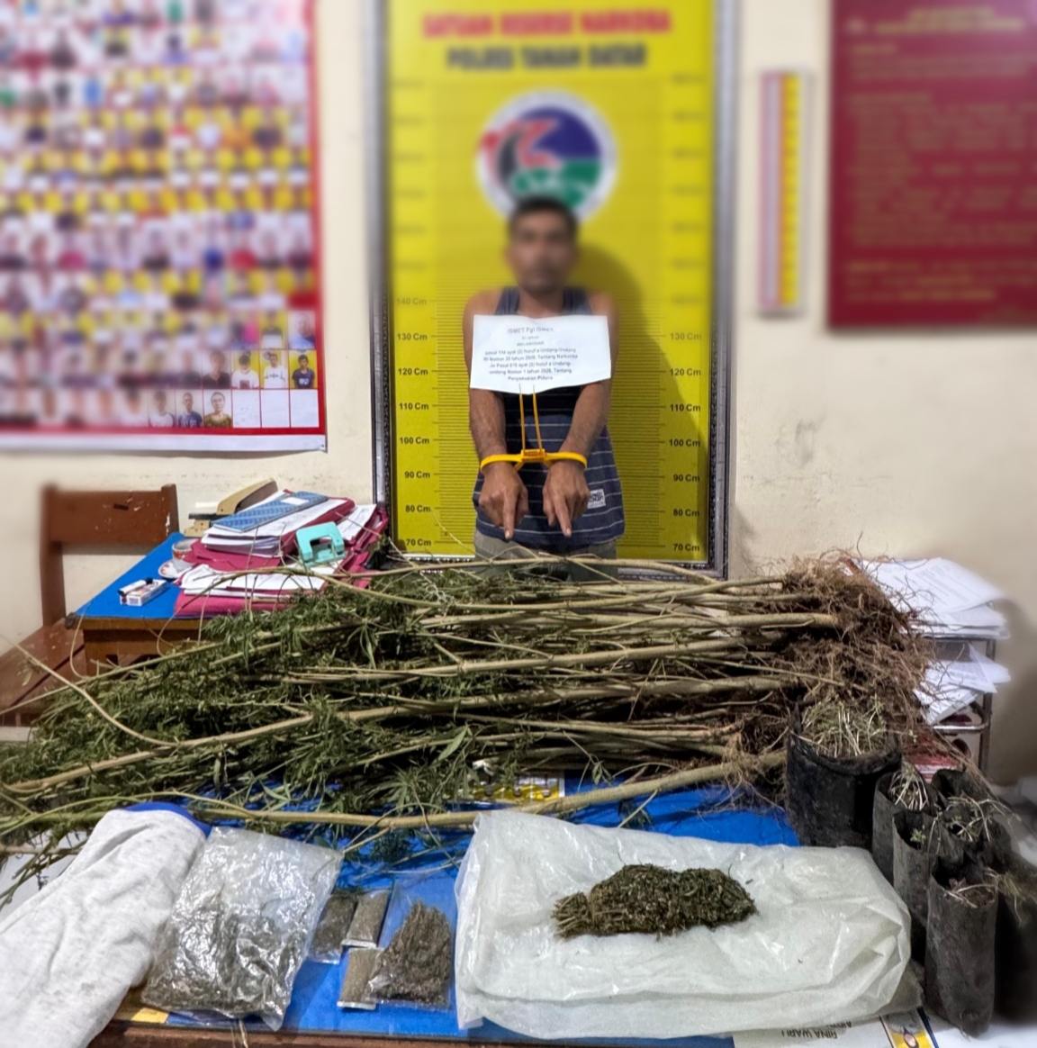 polres-tanah-datar-bongkar-ladang-ganja,-tangkap-pengedar-di-rao-rao