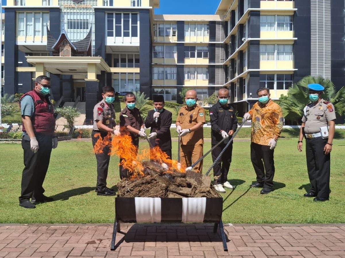 status-dari-kejaksaan-diperoleh,-polda-sumbar-musnahkan-ratusan-kg-ganja,-8-kg-sabu-dan-56-butir-ekstasi