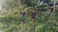 hujan-badai-landa-padang,-pohon-lansano-15-meter-tumbang-tutup-akses-jalan-di-lubeg