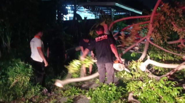 akses-sempat-lumpuh,-tim-rescue-bpbd-padang-evakuasi-pohon-tumbang-di-alai-parak-kopi