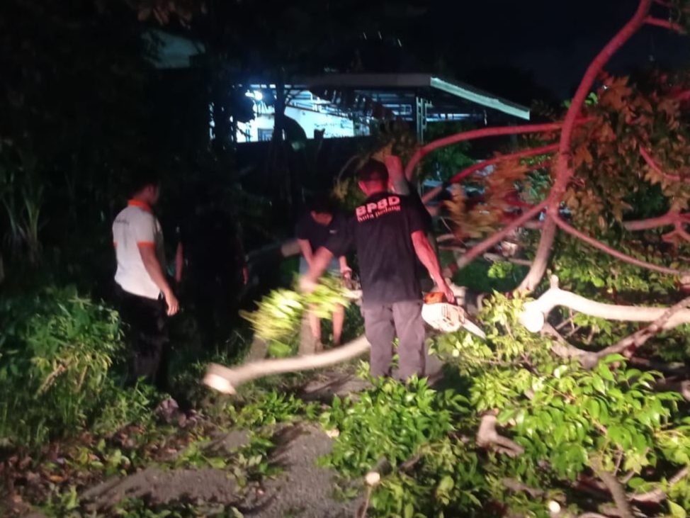 akses-sempat-lumpuh,-tim-rescue-bpbd-padang-evakuasi-pohon-tumbang-di-alai-parak-kopi