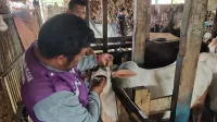 tim-keswan-padang-intensifkan-cek-sapi-kurban-jelang-iduladha
