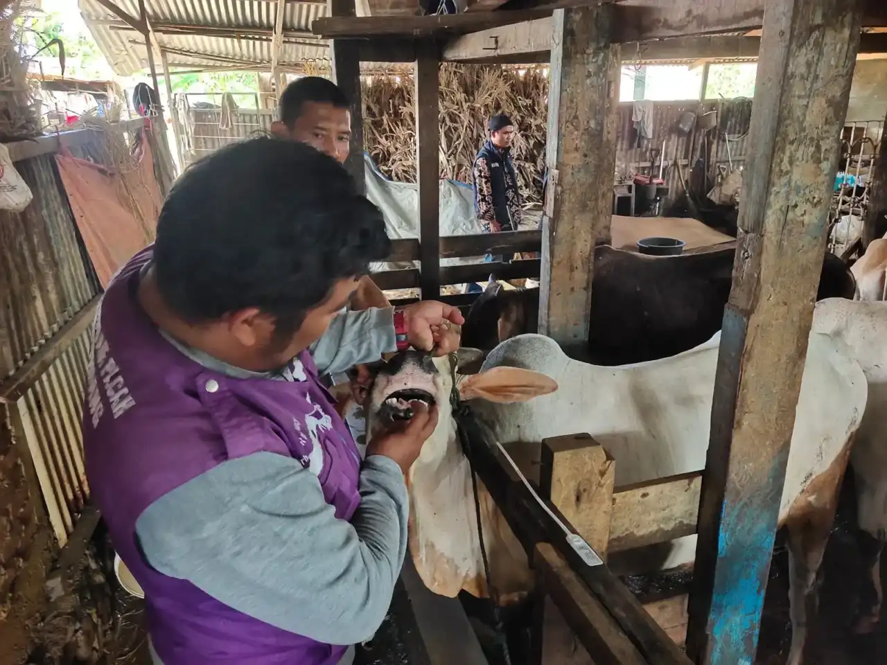 tim-keswan-padang-intensifkan-cek-sapi-kurban-jelang-iduladha
