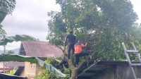 diguyur-hujan-angin,-rumah-lansia-di-padang-selatan-rusak-tertimpa-pohon-tumbang