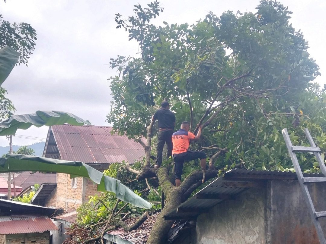 diguyur-hujan-angin,-rumah-lansia-di-padang-selatan-rusak-tertimpa-pohon-tumbang