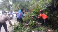 jalur-padang-painan-sempat-lumpuh-total-akibat-pohon-tumbang,-bpbd-pastikan-tidak-ada-korban-jiwa