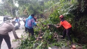 jalur-padang-painan-sempat-lumpuh-total-akibat-pohon-tumbang,-bpbd-pastikan-tidak-ada-korban-jiwa