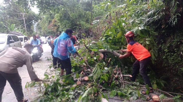 jalur-padang-painan-sempat-lumpuh-total-akibat-pohon-tumbang,-bpbd-pastikan-tidak-ada-korban-jiwa