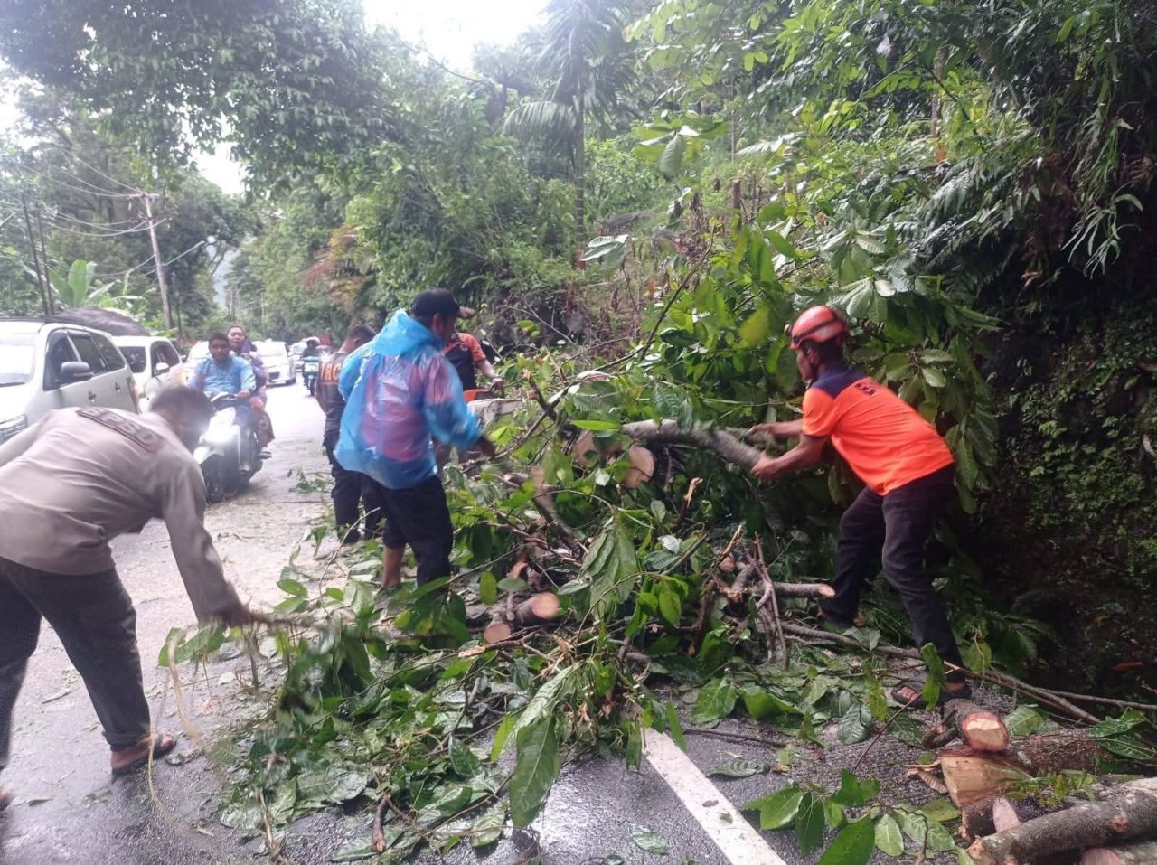 jalur-padang-painan-sempat-lumpuh-total-akibat-pohon-tumbang,-bpbd-pastikan-tidak-ada-korban-jiwa