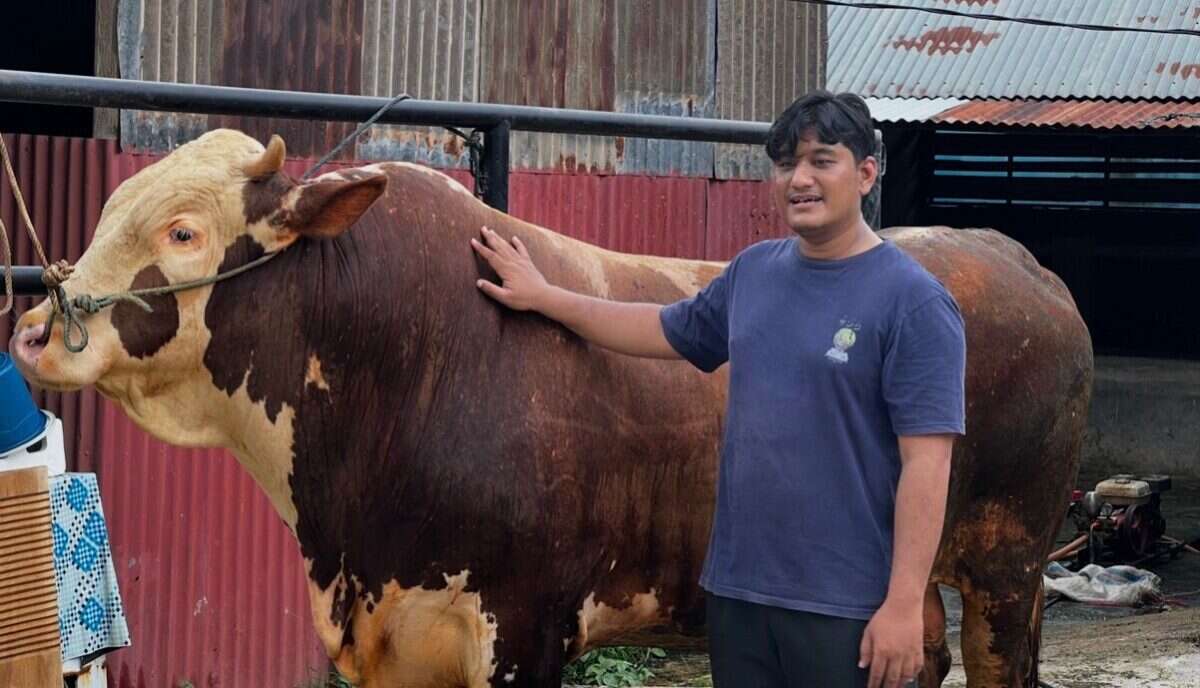 melihat-sapi-kurban-presiden-‘malboro’-seberat-satu-ton-di-sumbar melihat-sapi-kurban-presiden-‘malboro’-seberat-satu-ton-di-sumbar