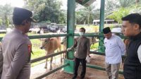jelang-idul-adha-1447-h,-polres-pasaman-barat-imbau-warga-waspadai-pencurian-hewan-ternak jelang-idul-adha-1447-h,-polres-pasaman-barat-imbau-warga-waspadai-pencurian-hewan-ternak