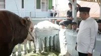 bupati-tanah-datar-serahkan-sapi-kurban-presiden-untuk-warga