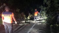 diterpa-angin-kencang,-pohon-tumbang-sempat-putus-akses-jalan-di-bungus-padang diterpa-angin-kencang,-pohon-tumbang-sempat-putus-akses-jalan-di-bungus-padang