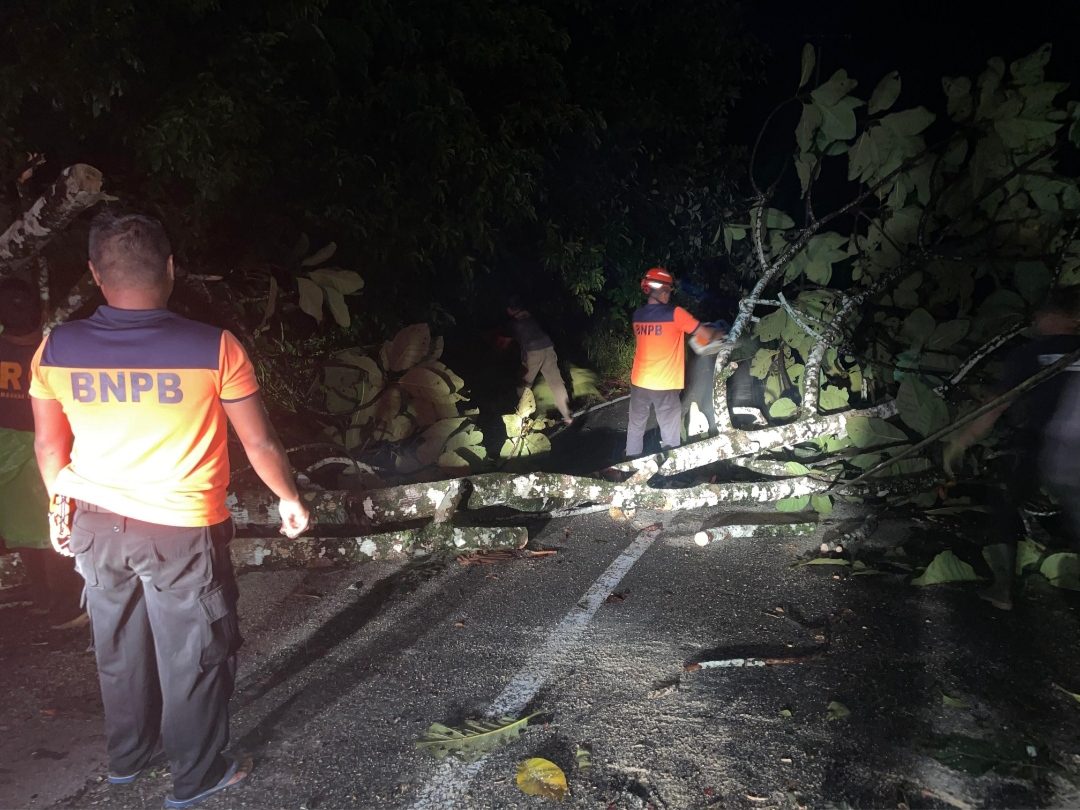 diterpa-angin-kencang,-pohon-tumbang-sempat-putus-akses-jalan-di-bungus-padang diterpa-angin-kencang,-pohon-tumbang-sempat-putus-akses-jalan-di-bungus-padang
