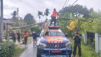 hujan-dan-angin-kencang-di-padang,-pohon-pinang-15-meter-tumbang-timpa-kabel-telepon-di-nanggalo hujan-dan-angin-kencang-di-padang,-pohon-pinang-15-meter-tumbang-timpa-kabel-telepon-di-nanggalo