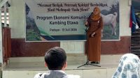 dorong-mustahik-menjadi-muzaki,-upz-baznas-semen-padang-tuntaskan-program-kambing-etawa