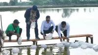 satgas-prr-percepat-pemulihan-ekonomi-aceh-lewat-sektor-tambak-kopi