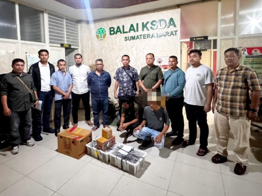 polda-sumbar-dan-bksda-gagalkan-penyelundupan-puluhan-beo-mentawai-di-bungus polda-sumbar-dan-bksda-gagalkan-penyelundupan-puluhan-beo-mentawai-di-bungus