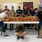 polres-padang-pariaman-gagalkan-peredaran-narkoba-ukuran-besar,-61-paket-ganja-diamankan