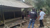 resahkan-warga-nagari-ampang-kuranji,-tim-gabungan-polres-dharmasraya-bongkar-sarang-narkoba-di-kebun-sawit resahkan-warga-nagari-ampang-kuranji,-tim-gabungan-polres-dharmasraya-bongkar-sarang-narkoba-di-kebun-sawit
