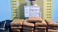 polres-pasaman-gagalkan-peredaran-21-paket-besar-ganja,-seorang-kurir-berhasil-diamankan Barang bukti 21 paket besar ganja yang diamankan Polres Pasaman beserta tas ransel dan motor tersangka.